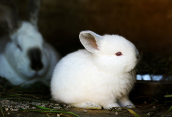 Obraz premium Rabbits in a cage.