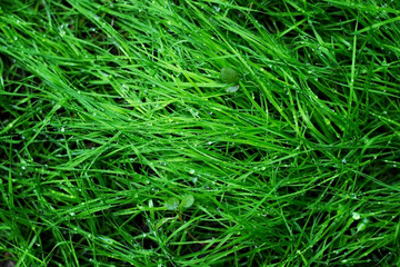 Drops of pure water on green grass close-up macro