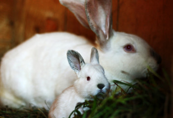 Mother-rabbit and little rabbit sitting in the nest.