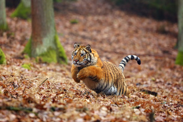 The Siberian tiger (Panthera tigris tigris) also called Amur tiger (Panthera tigris altaica) in the forest, Young female tiger in the forest.