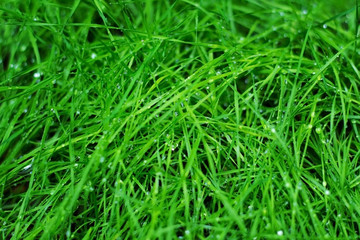 Fototapeta na wymiar Drops of pure water on green grass close-up macro
