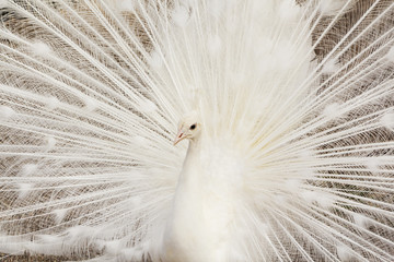 Obraz premium Close-up of beautiful white peacock with feathers out.