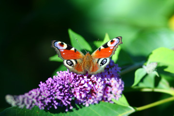 European peacock close up. Aglais io butterfly collecting pollen on buddleia flower in sunlight. Rusty red wings with colorful eyespots.