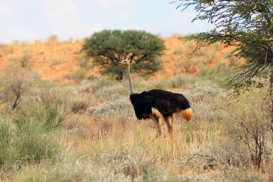 The ostrich or common ostrich (Struthio camelus) in the desert. Ostrich in backlight.