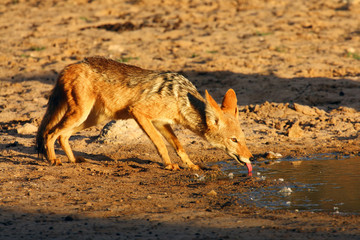 Fototapeta na wymiar The black-backed jackal (Canis mesomelas) drinks at the waterhole in the desert. Jackal by the water in the evening light.