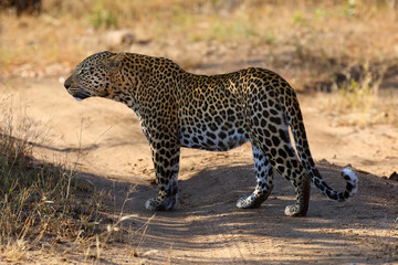 The african leopard (Panthera pardus) standing in the shade of bushes on a hot afternoon. Big male leopard in the bush.