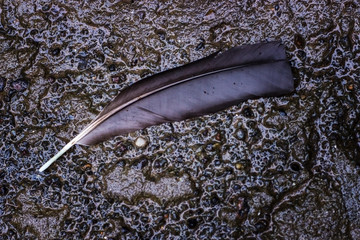 Feather on wet ground