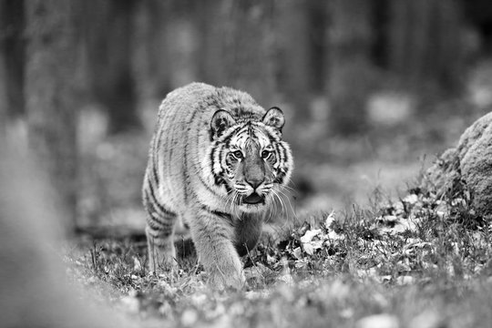 The Siberian tiger (Panthera tigris tigris) also called Amur tiger (Panthera tigris altaica) in the forest, Young female tiger in the forest.