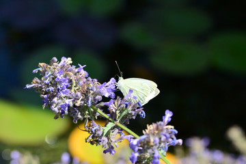 Grosser Kohlweissling 2