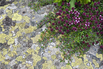 Wild Mountain Thyme - Thymus Alpine - creeping on a mountain rock - close up detail