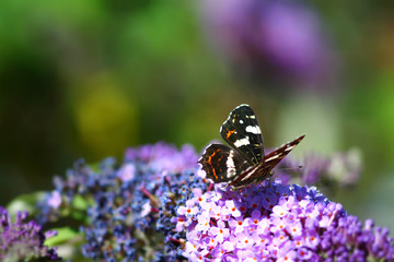 Black admiral  butterfly collecting pollen on  violet buddleia flower in german garden.