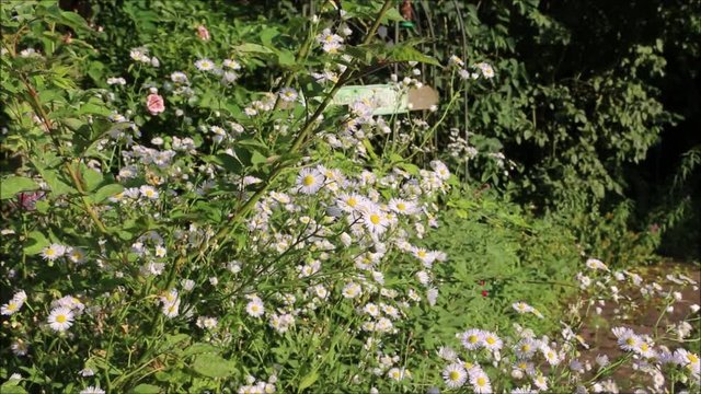 Feinstrahl, Einj&auml;hriges Berufkraut (Erigeron  annuus)