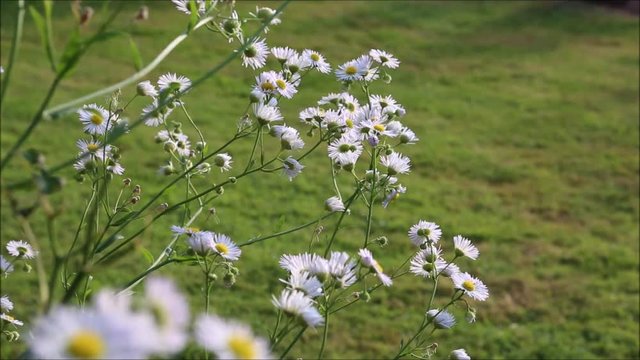 Feinstrahl, Einj&auml;hriges Berufkraut (Erigeron  annuus)