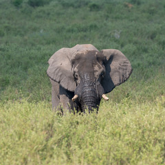 Fototapeta na wymiar Elefante (Elephantidae), Südafrika, Afrika