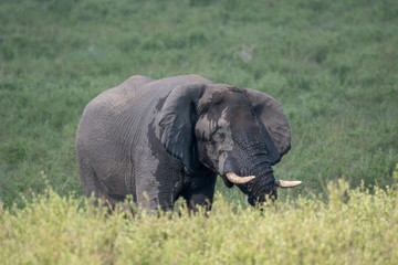 Naklejka na ściany i meble Elefante (Elephantidae), Südafrika, Afrika
