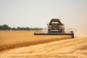 Combine harvester for harvesting wheat. 