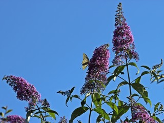 Schwalbenschwanz (Papilio machaon) im Garten an Sommerflieder (Buddleja davidii)
 