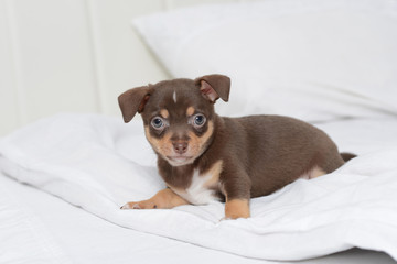 Brown puppy chihuahua