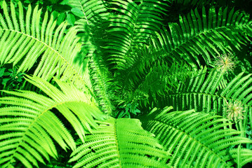 Fern bracken leaves