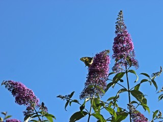 Schwalbenschwanz (Papilio machaon) im Garten an Sommerflieder (Buddleja davidii)
 