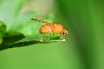 Drosophila Melanogaster    -  Fruchtfliege in orange auf einem Blatt  in der grünen Natur
