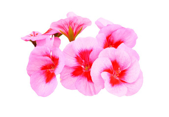 Naklejka premium Balmy Geranium flower