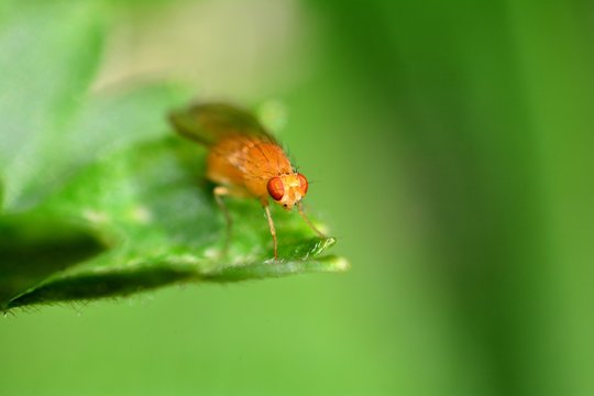 Drosophila Melanogaster    -  Fruchtfliege in orange in der gr&uuml;nen Natur