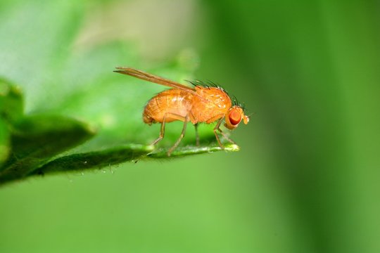 Drosophila Melanogaster    -  Fruchtfliege in orange auf einem Blatt  in der gr&uuml;nen Natur