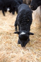 Lüneburger Heidschnucke/ Graue Gehörnte Heidschnucken (Ovis gmelini aries), Lamm, Schnuckenstall Amelinghausen, Naturpark Lüneburger Heide, Niedersachsen, Deutschland, Europa 
