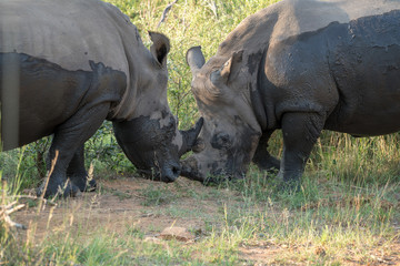 Breitmaulnashorn (Ceratotherium simum), Südafrika, Afrika