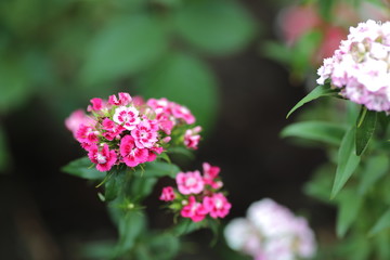 Bright flowers of a carnation