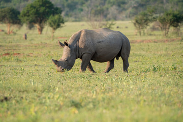 Breitmaulnashorn (Ceratotherium simum), Südafrika, Afrika