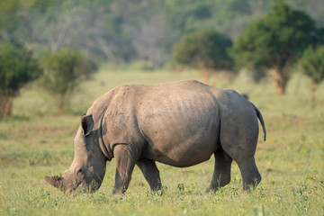 Breitmaulnashorn (Ceratotherium simum), Südafrika, Afrika