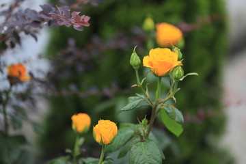 Roses in all their manifestation, red, white, yellow, orange against the background of green foliage.
