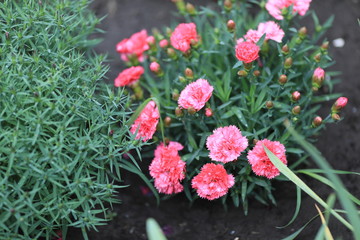 Bright flowers of a carnation