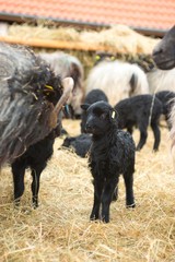 Lüneburger Heidschnucke/ Graue Gehörnte Heidschnucken (Ovis gmelini aries), Lamm und Muttertier, Schnuckenstall Amelinghausen, Naturpark Lüneburger Heide, Niedersachsen, Deutschland, Europa 