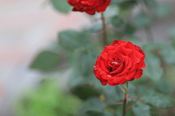 Bright, red rose