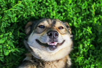 beautiful satisfied dog lying on the lush green grass in the summer Park smiling funny and enjoying the weather and the sun