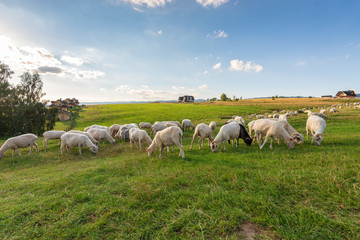 Fototapeta na wymiar A lot of sheep on the beautiful green meadow in Pieniny. Poland.