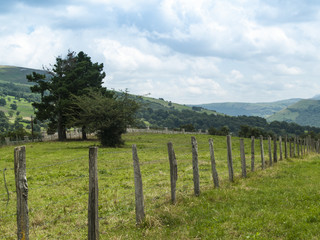 Fototapeta na wymiar Verde campo con vallado y Árbol en las colinas de Cantabria con cielo azul nublado