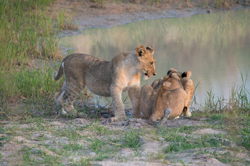 Löwe (Panthera leo), Südafrika, Afrika