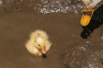 G&auml;nsek&uuml;ken