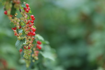 Красная смородина - northern red currant