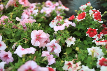 Obraz premium Flower bed