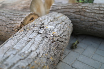 Texture of bark of a tree