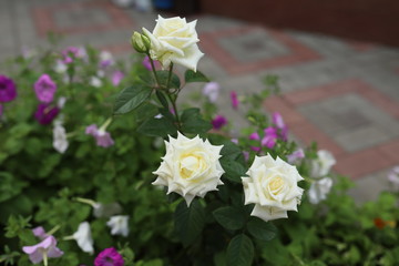 Roses in all their manifestation, red, white, yellow, orange against the background of green foliage.