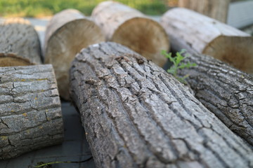 Texture of bark of a tree