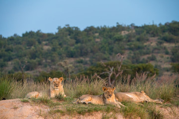 Löwe (Panthera leo), Südafrika, Afrika