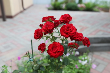 Bright, red rose