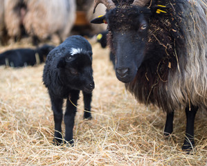 Fototapeta premium Lüneburger Heidschnucke/ Graue Gehörnte Heidschnucken (Ovis gmelini aries), Lamm und Muttertier, Schnuckenstall Amelinghausen, Naturpark Lüneburger Heide, Niedersachsen, Deutschland, Europa 